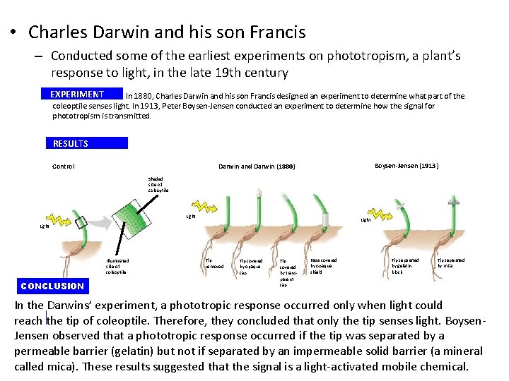 • Charles Darwin and his son Francis – Conducted some of the earliest  • Charles Darwin and his son Francis – Conducted some of the earliest