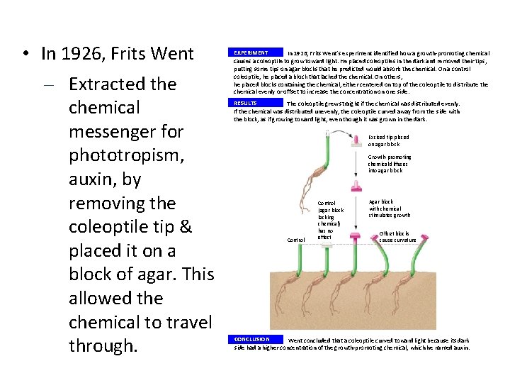 • In 1926, Frits Went – Extracted the chemical messenger for phototropism, auxin,  • In 1926, Frits Went – Extracted the chemical messenger for phototropism, auxin,