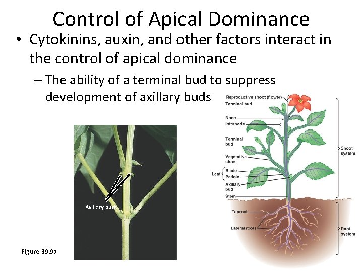 Control of Apical Dominance • Cytokinins, auxin, and other factors interact in the control