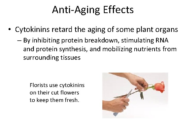 Anti-Aging Effects • Cytokinins retard the aging of some plant organs – By inhibiting Anti-Aging Effects • Cytokinins retard the aging of some plant organs – By inhibiting