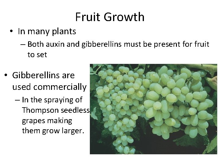 Fruit Growth • In many plants – Both auxin and gibberellins must be present