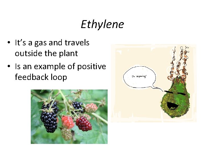 Ethylene • It’s a gas and travels outside the plant • Is an example Ethylene • It’s a gas and travels outside the plant • Is an example