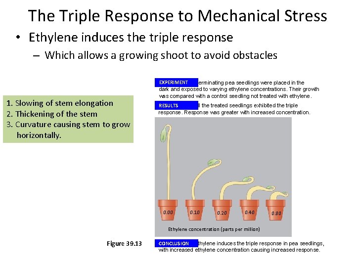 The Triple Response to Mechanical Stress • Ethylene induces the triple response – Which