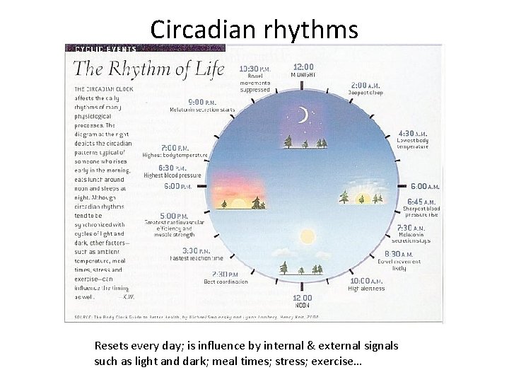 Circadian rhythms Resets every day; is influence by internal & external signals such as