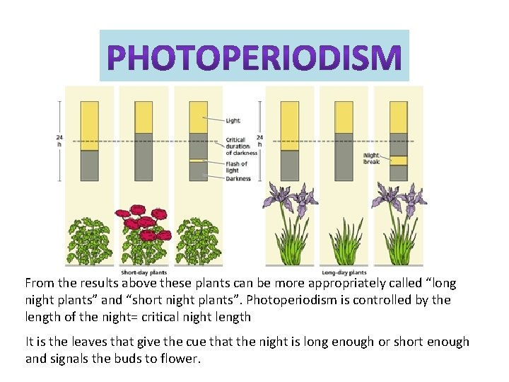From the results above these plants can be more appropriately called “long night plants” From the results above these plants can be more appropriately called “long night plants”