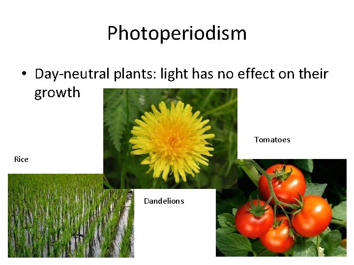 Photoperiodism • Day-neutral plants: light has no effect on their growth Tomatoes Rice Dandelions Photoperiodism • Day-neutral plants: light has no effect on their growth Tomatoes Rice Dandelions