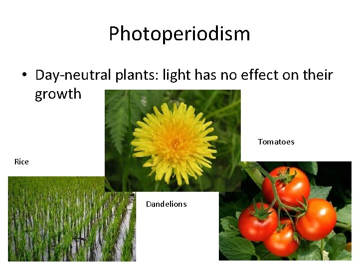 Photoperiodism • Day-neutral plants: light has no effect on their growth Tomatoes Rice Dandelions