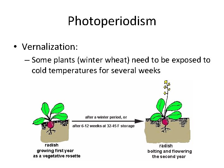Photoperiodism • Vernalization: – Some plants (winter wheat) need to be exposed to cold Photoperiodism • Vernalization: – Some plants (winter wheat) need to be exposed to cold