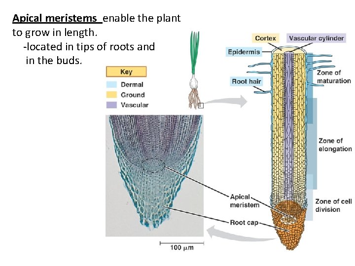 Apical meristems enable the plant to grow in length. -located in tips of roots Apical meristems enable the plant to grow in length. -located in tips of roots
