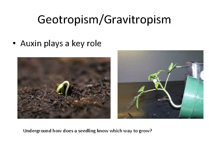 Geotropism/Gravitropism • Auxin plays a key role Underground how does a seedling know which