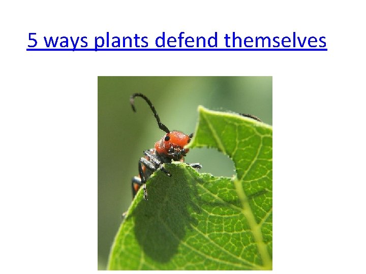 5 ways plants defend themselves 