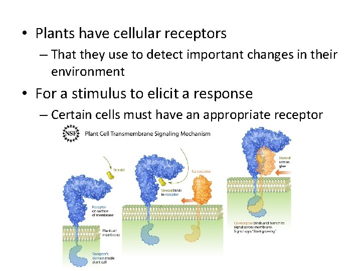 • Plants have cellular receptors – That they use to detect important changes  • Plants have cellular receptors – That they use to detect important changes