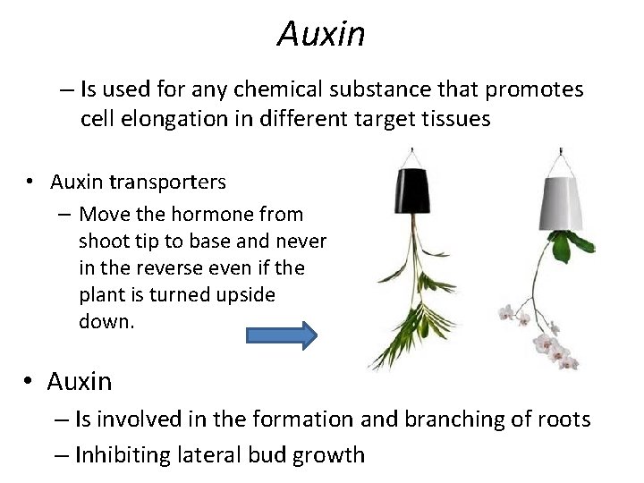 Auxin – Is used for any chemical substance that promotes cell elongation in different Auxin – Is used for any chemical substance that promotes cell elongation in different