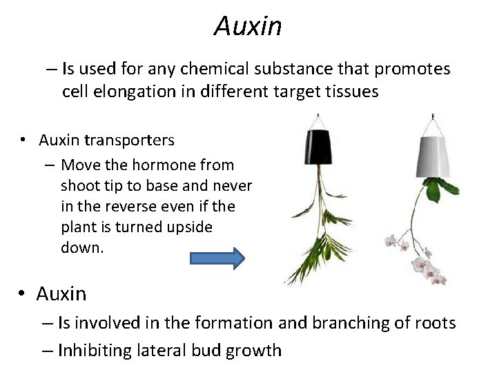 Auxin – Is used for any chemical substance that promotes cell elongation in different