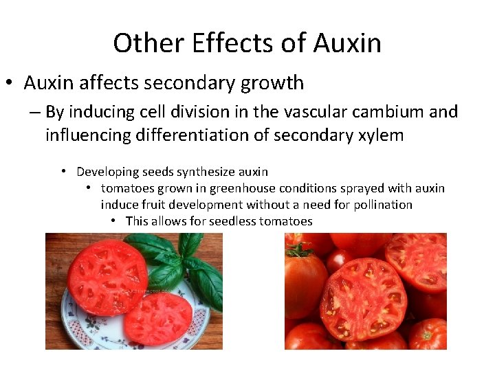 Other Effects of Auxin • Auxin affects secondary growth – By inducing cell division Other Effects of Auxin • Auxin affects secondary growth – By inducing cell division