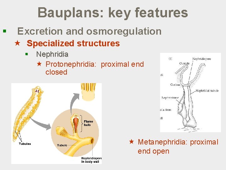 Bauplans: key features § Excretion and osmoregulation « Specialized structures § Nephridia « Protonephridia: