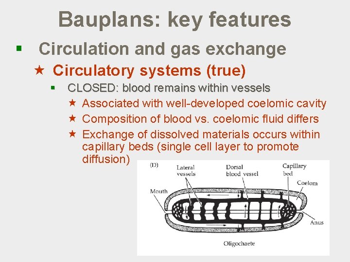 Bauplans: key features § Circulation and gas exchange « Circulatory systems (true) § CLOSED: