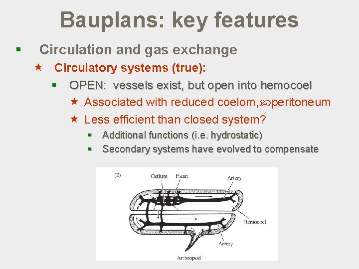 Bauplans: key features § Circulation and gas exchange « Circulatory systems (true): § OPEN:
