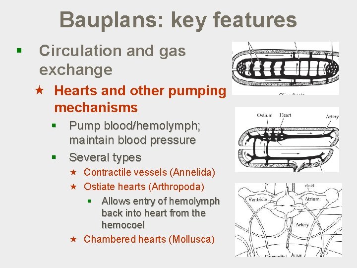 Bauplans: key features § Circulation and gas exchange « Hearts and other pumping mechanisms