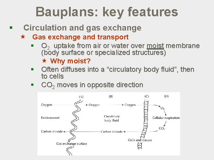 Bauplans: key features § Circulation and gas exchange « Gas exchange and transport §