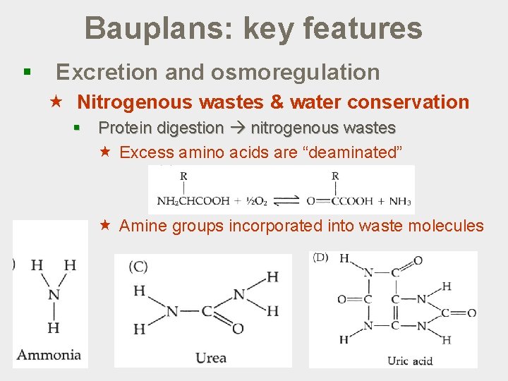 Bauplans: key features § Excretion and osmoregulation « Nitrogenous wastes & water conservation §