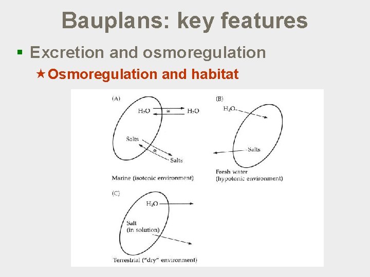 Bauplans: key features § Excretion and osmoregulation «Osmoregulation and habitat 