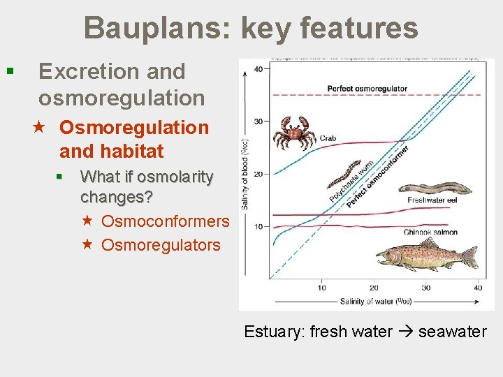 Bauplans: key features § Excretion and osmoregulation « Osmoregulation and habitat § What if