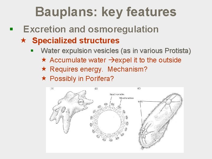 Bauplans: key features § Excretion and osmoregulation « Specialized structures § Water expulsion vesicles