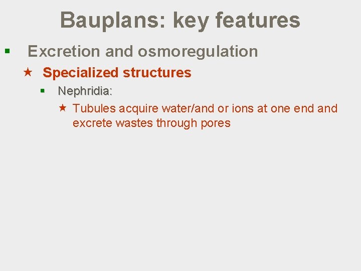 Bauplans: key features § Excretion and osmoregulation « Specialized structures § Nephridia: « Tubules