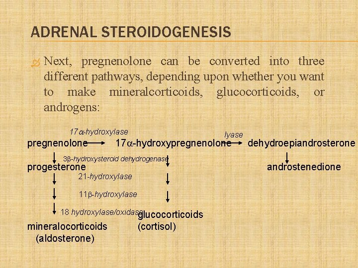 ADRENAL STEROIDOGENESIS Next, pregnenolone can be converted into three different pathways, depending upon whether