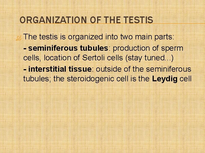 ORGANIZATION OF THE TESTIS The testis is organized into two main parts: - seminiferous