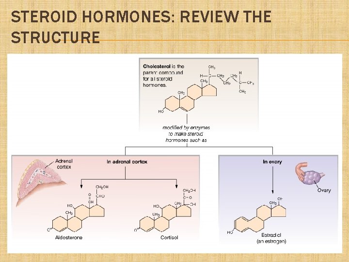 STEROID HORMONES: REVIEW THE STRUCTURE 