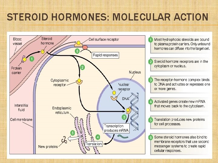 STEROID HORMONES: MOLECULAR ACTION 