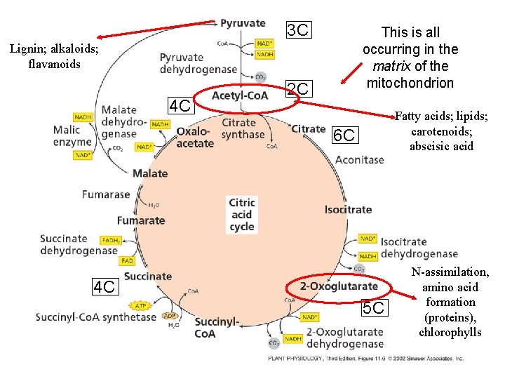 3 C This is all occurring in the matrix of the mitochondrion Lignin; alkaloids;