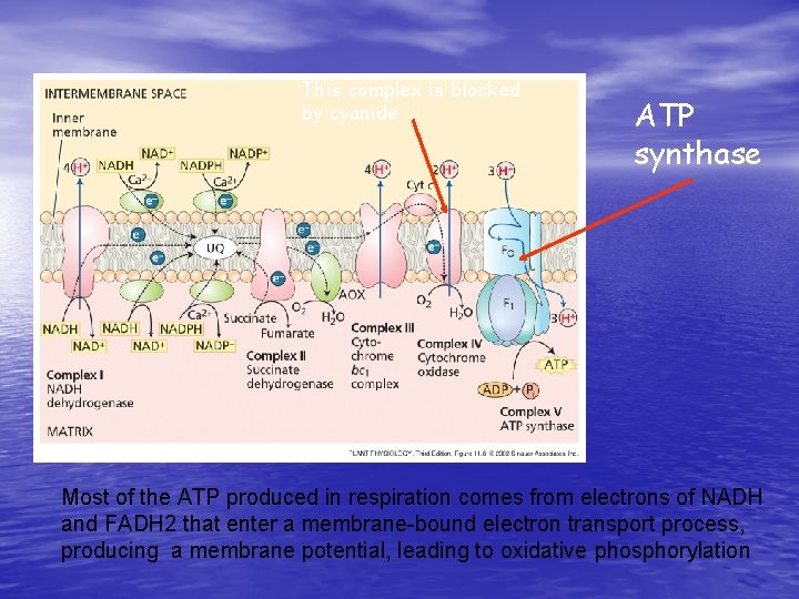 This complex is blocked by cyanide ATP synthase Most of the ATP produced in