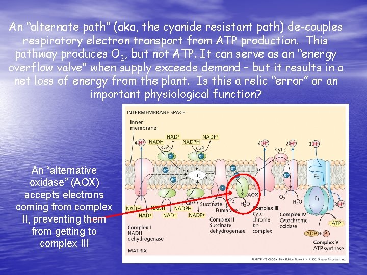An “alternate path” (aka, the cyanide resistant path) de-couples respiratory electron transport from ATP