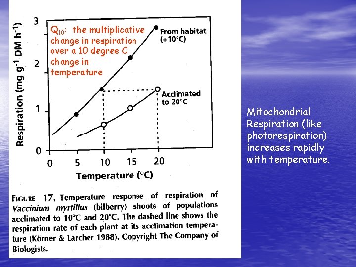 Q 10: the multiplicative change in respiration over a 10 degree C change in