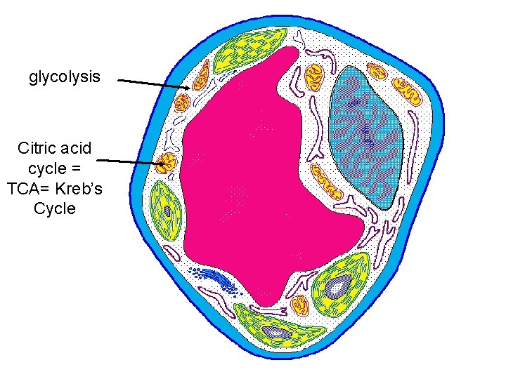 glycolysis Citric acid cycle = TCA= Kreb’s Cycle 