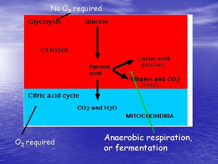 No O 2 required Anaerobic respiration, or fermentation 