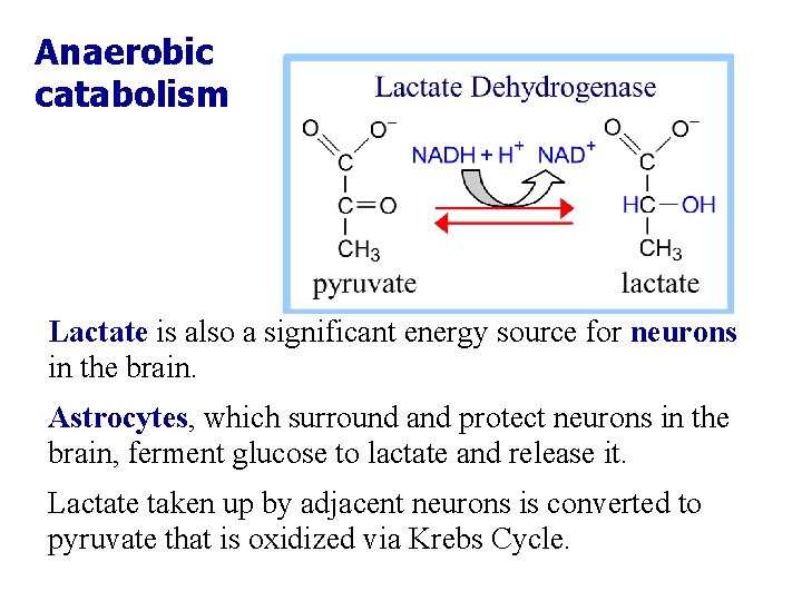 Anaerobic catabolism Lactate is also a significant energy source for neurons in the brain.