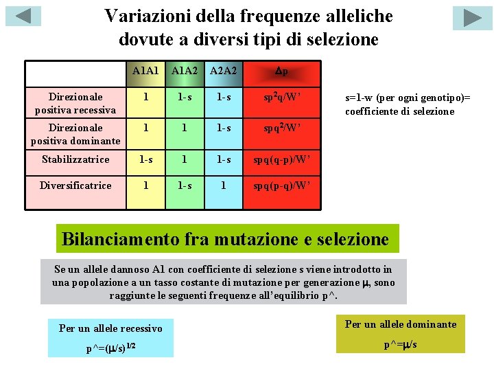 Variazioni della frequenze alleliche dovute a diversi tipi di selezione A 1 A 1