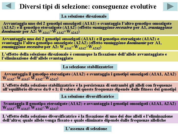 Diversi tipi di selezione: conseguenze evolutive La selezione direzionale Avvantaggia uno dei 2 genotipi
