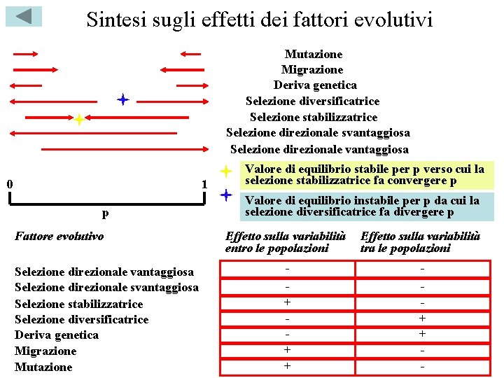 Sintesi sugli effetti dei fattori evolutivi Mutazione Migrazione Deriva genetica Selezione diversificatrice Selezione stabilizzatrice