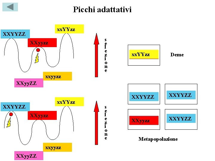 Picchi adattativi xx. YYzz XXYYZZ s e l e z i o n e