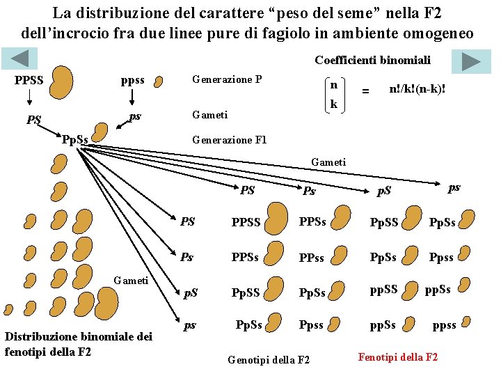 La distribuzione del carattere “peso del seme” nella F 2 dell’incrocio fra due linee