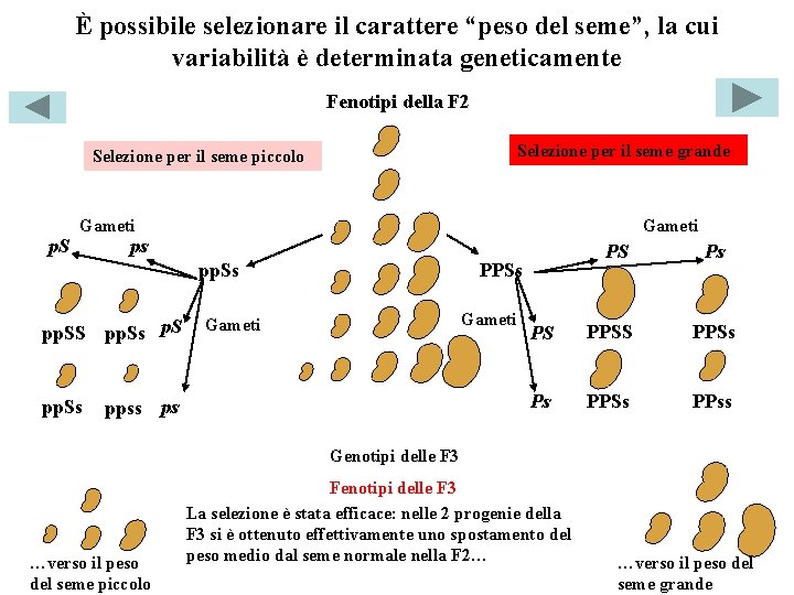 È possibile selezionare il carattere “peso del seme”, la cui variabilità è determinata geneticamente