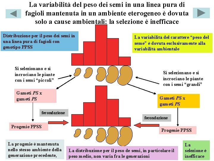 La variabilità del peso dei semi in una linea pura di fagioli mantenuta in