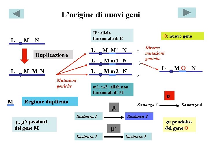 L’origine di nuovi geni L M B’: allele funzionale di B N Duplicazione L