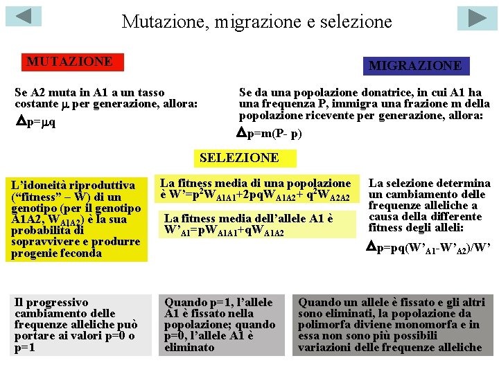 Mutazione, migrazione e selezione MUTAZIONE MIGRAZIONE Se A 2 muta in A 1 a