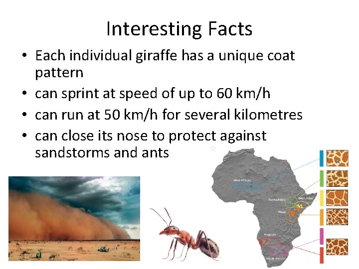 Interesting Facts • Each individual giraffe has a unique coat pattern • can sprint